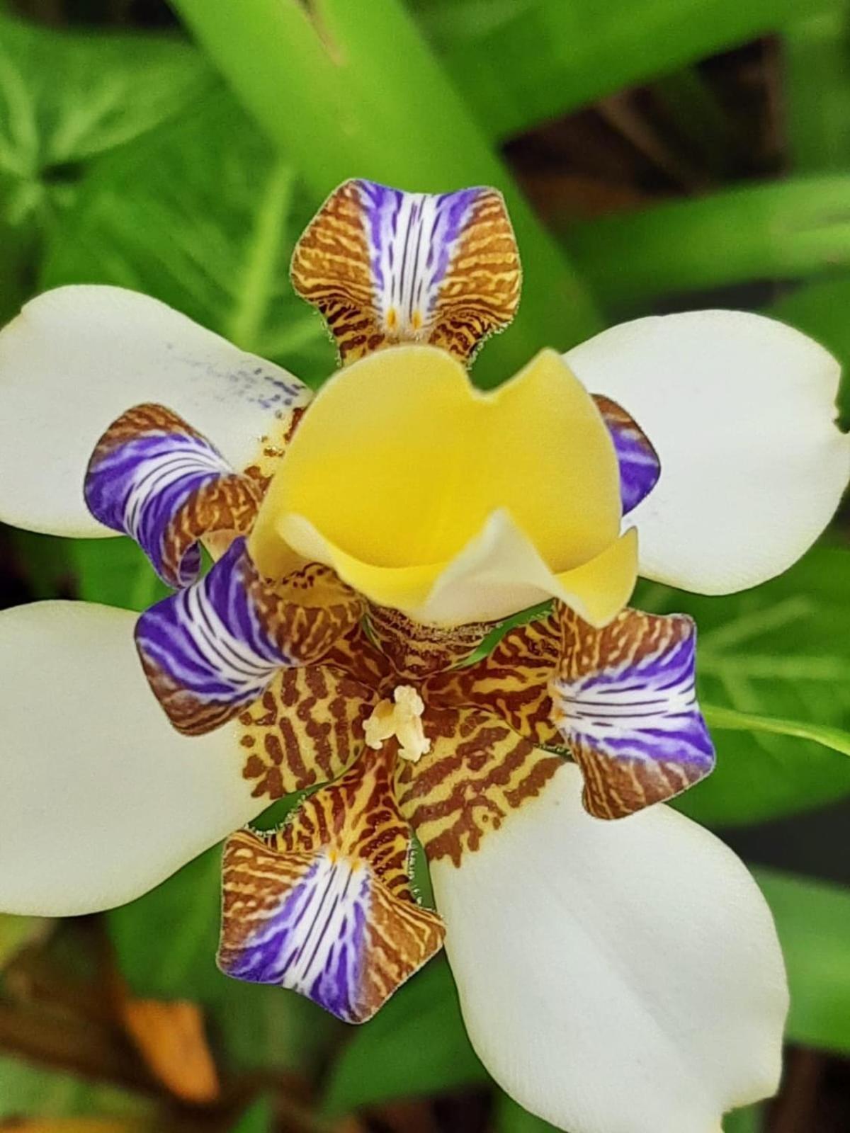 Pousada Ilha Verde 伊塔卡雷 外观 照片